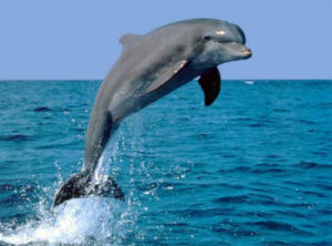 save_dolphins-manarthon